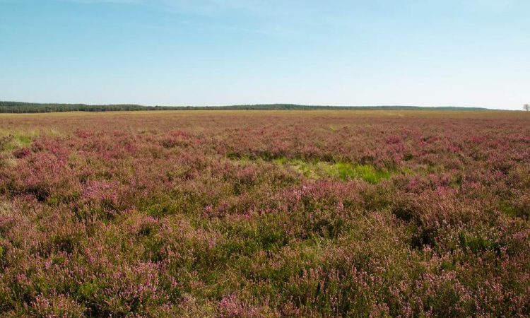 Camping Veluwe